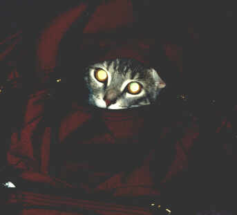 Cat in the Sack